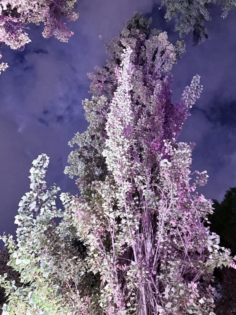 Purple Night