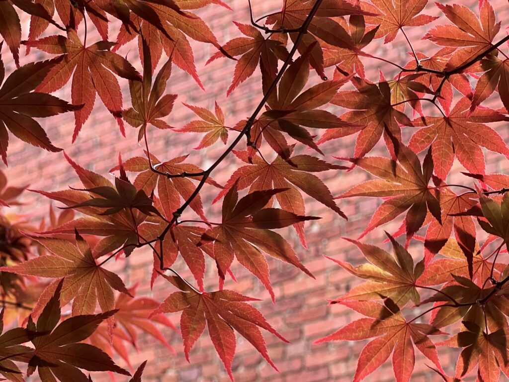 Red zest