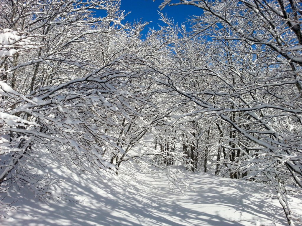 Passeggiata nel bosco d'inverno